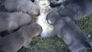 Kangal,Turkish kangal www.kangalbg.com