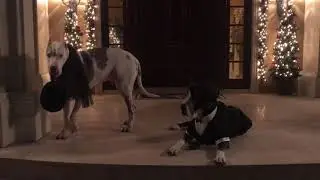 Deux grands danois dans leurs beaux habits!