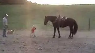 The Youngest Friesian Trainer
