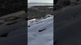 Snow Covered Driftwood in Canada