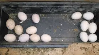 Куры клюют свои яйца. Что делать? Нужен ваш совет.