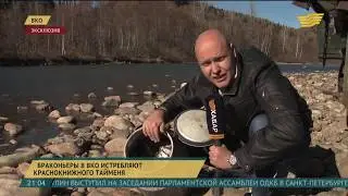 Охоту с воздуха объявили на браконьеров Восточного Казахстана