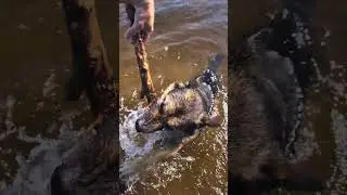 Рэмбо бултыхается #собака #овчарка #shorts
