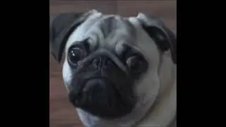 funny animals