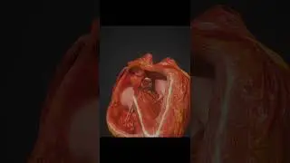 Mechanism of Heart pumping- Vijita Sharma #like #subscribe #ytshorts #viral #biology #trending #yt