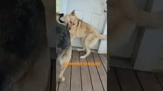 German shows husky the right way 