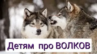 ИНТЕРЕСНЫЕ факты из жизни ВОЛКА