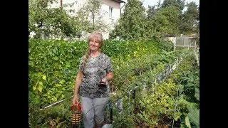 Blueberries, garden blueberries protection from birds.
