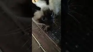 Сиамская кошка - Симба любопытствует, что же ест ТУМАН - Вахтельхунд.