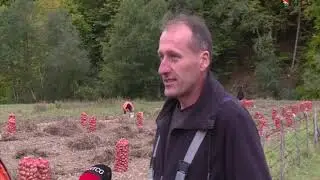 KROMPIR IZ PETNJICE -SEAD HUREMOVIC