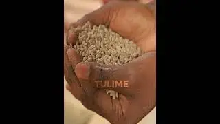 FEEDING YOUR WEANED PIGLETS#farming #viral #viralvideo #viralshort #viralshorts #videos
