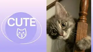 Niko Piko the Siberian Cat cute head boop