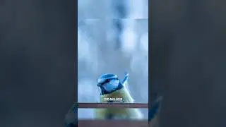 Vogelfotografie Tutorial