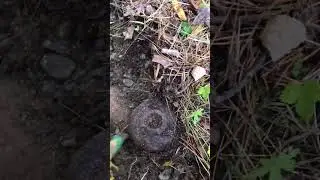 металлокоп