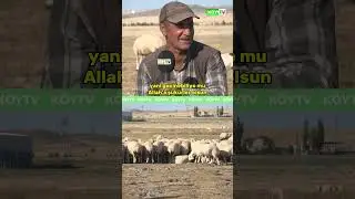 Shepherd's Salary: 85,000 TL! 