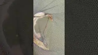 Щука 5.3 кг