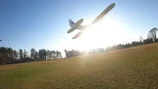 Cub Chasing