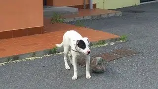 Jimmy e la palla
