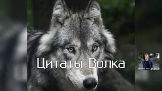 Цитати Волка