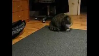 Кит-кят и мышка!