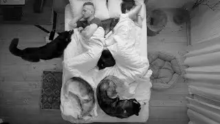 For Three Nights Sleeping With Dogs and Cats