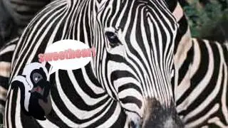I Must Be Zebring [ WTF?!. ] // By Lolimotion to Me.♥