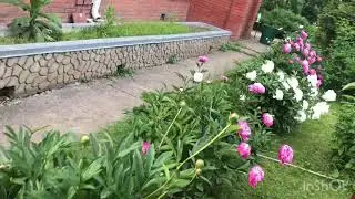 Варенье из лепестков пиона