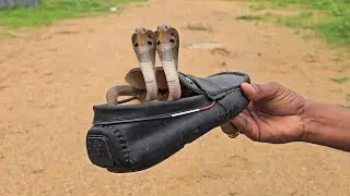 #Indian #Lttle cobra snake Rescue contact.7396969617