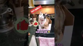 Cooking Cute Cat! Lol #cat #funny #shorts