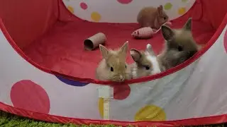 Five little rabbits cannot sit in one place, they are constantly active🙂🙃😉