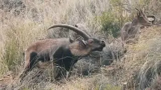 Bush TV - Ibex in rut