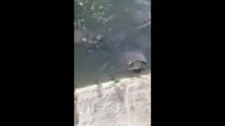 Turtles at the Park 2