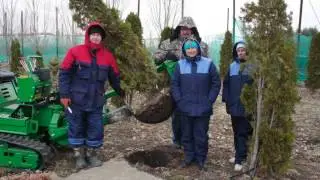 «Флора Грин» - питомник хвойных и декоративных растений.