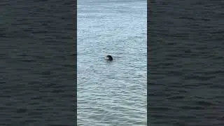 Seal pops up and says hello at Seal Beach, Scotland #nature