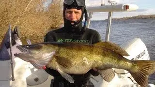 Судаки/ Подводная охота Александр Кочубей