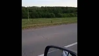В Башкирии водитель снял поединок самцов косуль