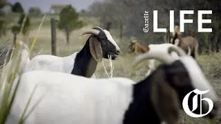 LIFE | Goats help Colorado Springs property owners with fire mitigation