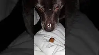 Dog Buscuit Countdown Challenge