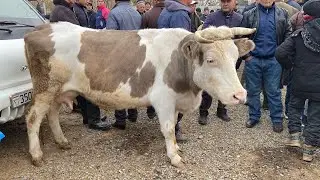 МОЛБОЗОРИ ЧУЗИ ШАХРИНАВ НАРХИ БУКАЧА ГНАЧИН ГУСФАНД ЖУМА БОЗОР