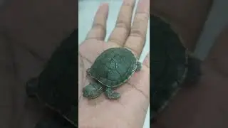 #turtle