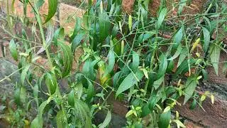 Bhui Neem - Kalmegh - भुई नीम / कालमेघ - Andrographis paniculata