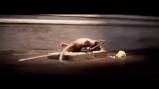 World's strongest mouse