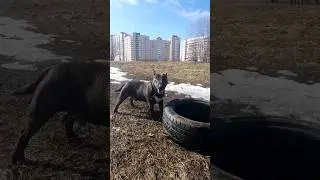 Петя бультерьер 