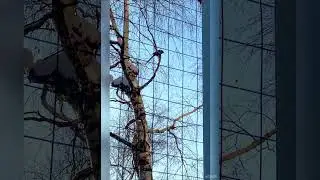 7 февраля 2024 г. Что это за птица?