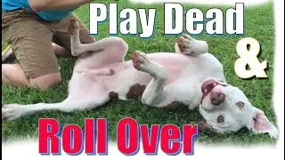 How to Teach Your Dog to  Roll Over and 