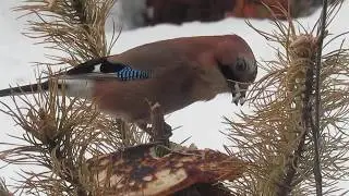 Сойка и блины.