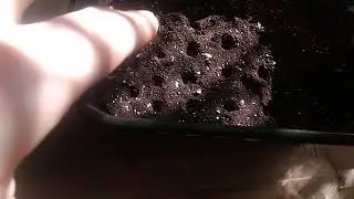 Сеем томаты / Для Начинающих