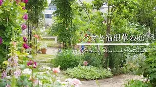 《花盛りのナチュラルガーデン》改造後3年かけて作ったバラと宿根草の庭《T's Gardenのガーデニング》