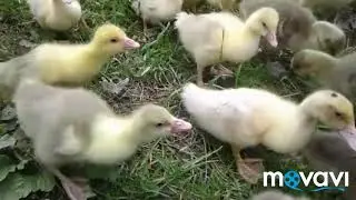 Дрындец  в Лоркиной деревне😭😭😭