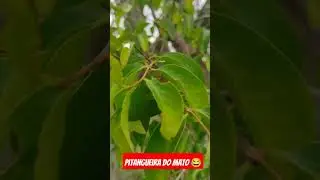 veja que a plenta pitangueira do mato e seu benefício